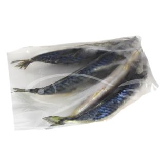 sgombro intero congelato