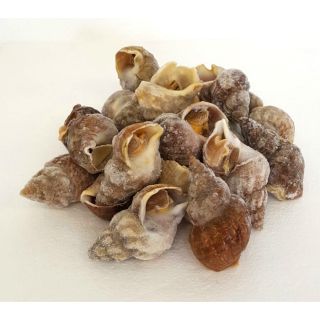 Tsubugai Buccini lumache di mare con conghiglie