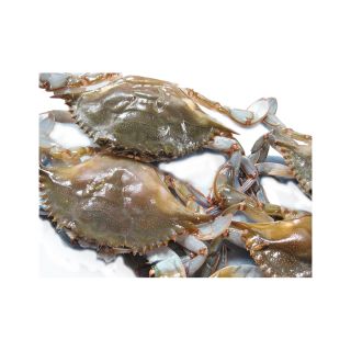 Soft shell crab Granchio morbido taglia Medium