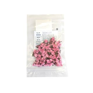 Fiori di Sakura sotto sale