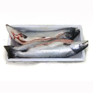 Salmone norvegese intero fresco