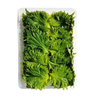 Shiso Perilla foglie fresche