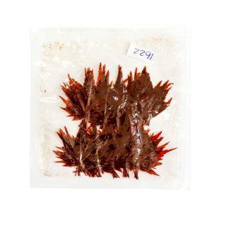 Foglie di acero rosse per decorazioni