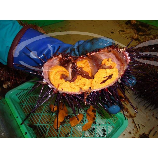 Il riccio di mare da mangiare crudo