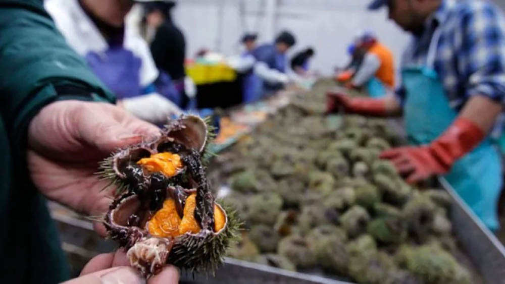 Riccio di mare dal Canada congelato per sushi